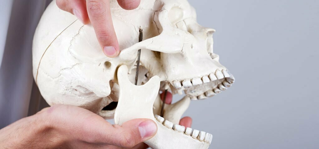 Human skull model with person pointing to TMJ